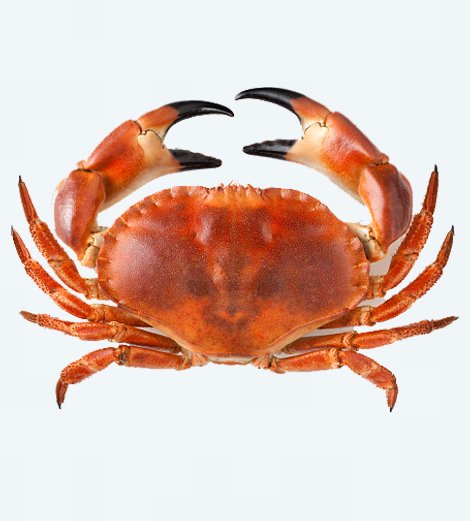 5 Crabes